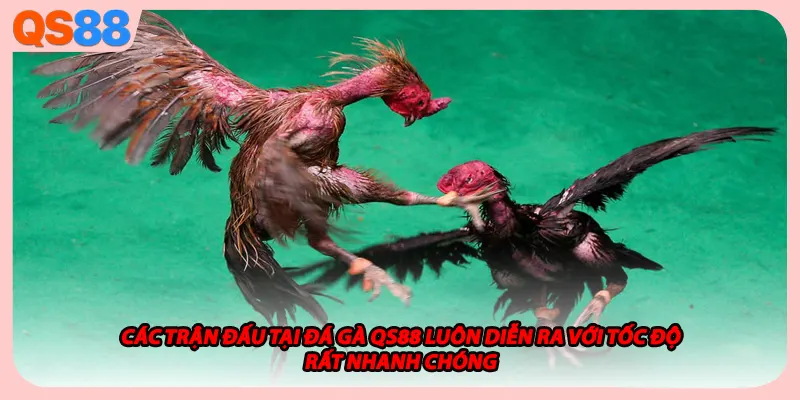 Các trận đấu tại đá gà QS88 luôn diễn ra với tốc độ rất nhanh chóng