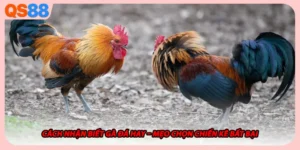 Cách Nhận Biết Gà Đá Hay – Mẹo Chọn Chiến Kê Bất Bại
